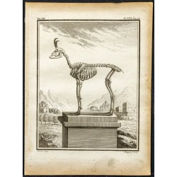 Gravure de 1764 - Squelette d'un chamois - 1
