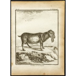 Gravure de 1764 - Bouc d'Afrique - 1