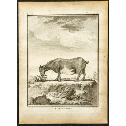 Gravure de 1764 - Chèvre naine - 1