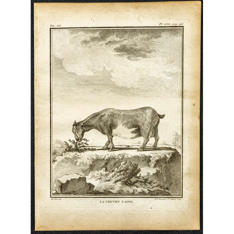 Gravure de 1764 - Chèvre naine - 1
