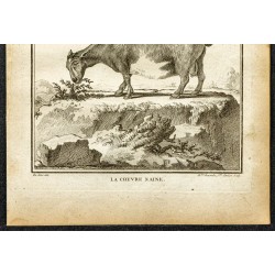 Gravure de 1764 - Chèvre naine - 3
