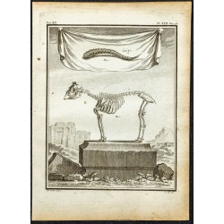 Gravure de 1764 - Squelette de Bouc - 1