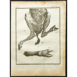 Gravure de 1764 - Pattes et arrière train de Gazelle - 1