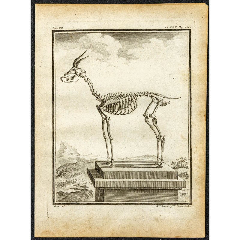 Gravure de 1764 - Squelette de gazelle - 1