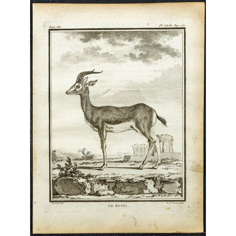 Gravure de 1764 - Gazelle d'Ethiopie - 1