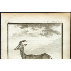 Gravure de 1764 - Gazelle d'Ethiopie - 2
