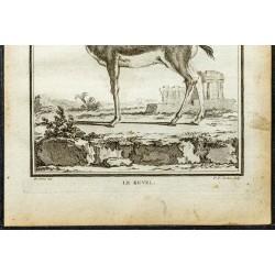 Gravure de 1764 - Gazelle d'Ethiopie - 3