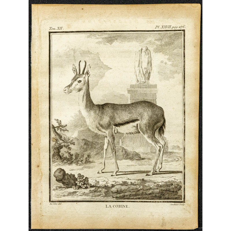 Gravure de 1764 - Gazelle Corine - 1