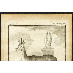 Gravure de 1764 - Gazelle Corine - 2