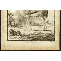 Gravure de 1764 - Gazelle Corine - 3