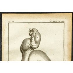 Gravure de 1764 - Estomac de la gazelle corine - 2