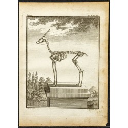 Gravure de 1764 - Squelette de gazelle - 1