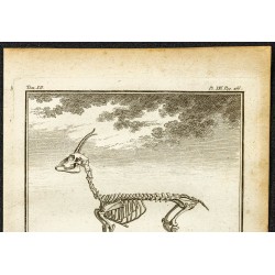 Gravure de 1764 - Squelette de gazelle - 2