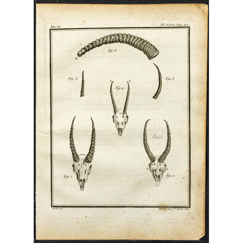 Gravure de 1764 - Cornes de Gazelle - 1