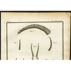 Gravure de 1764 - Cornes de Gazelle - 2