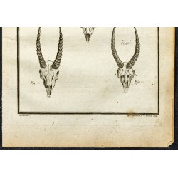 Gravure de 1764 - Cornes de Gazelle - 3