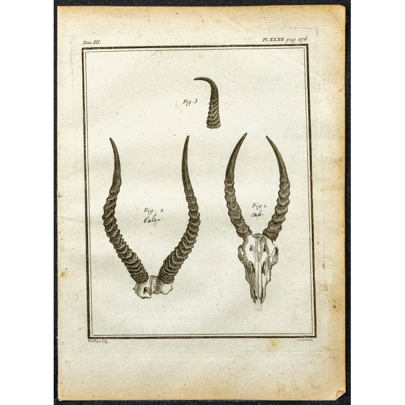 Gravure de 1764 - Cornes de Cobe de Buffon - 1