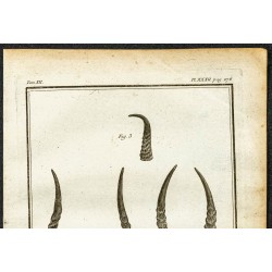 Gravure de 1764 - Cornes de Cobe de Buffon - 2