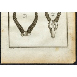 Gravure de 1764 - Cornes de Cobe de Buffon - 3