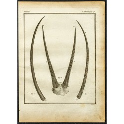 Gravure de 1764 - Cornes d'Oryx algazelle - 1