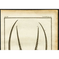 Gravure de 1764 - Cornes d'Oryx algazelle - 2