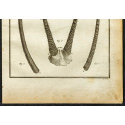 Gravure de 1764 - Cornes d'Oryx algazelle - 3