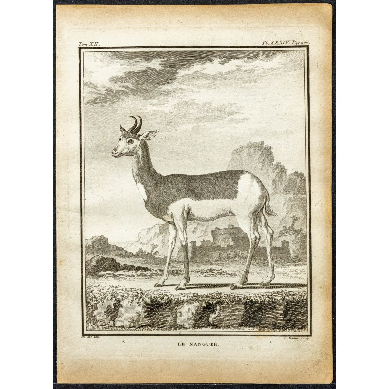 Gravure de 1764 - Nanguer du Sénégal - 1