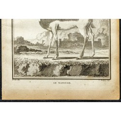 Gravure de 1764 - Nanguer du Sénégal - 3