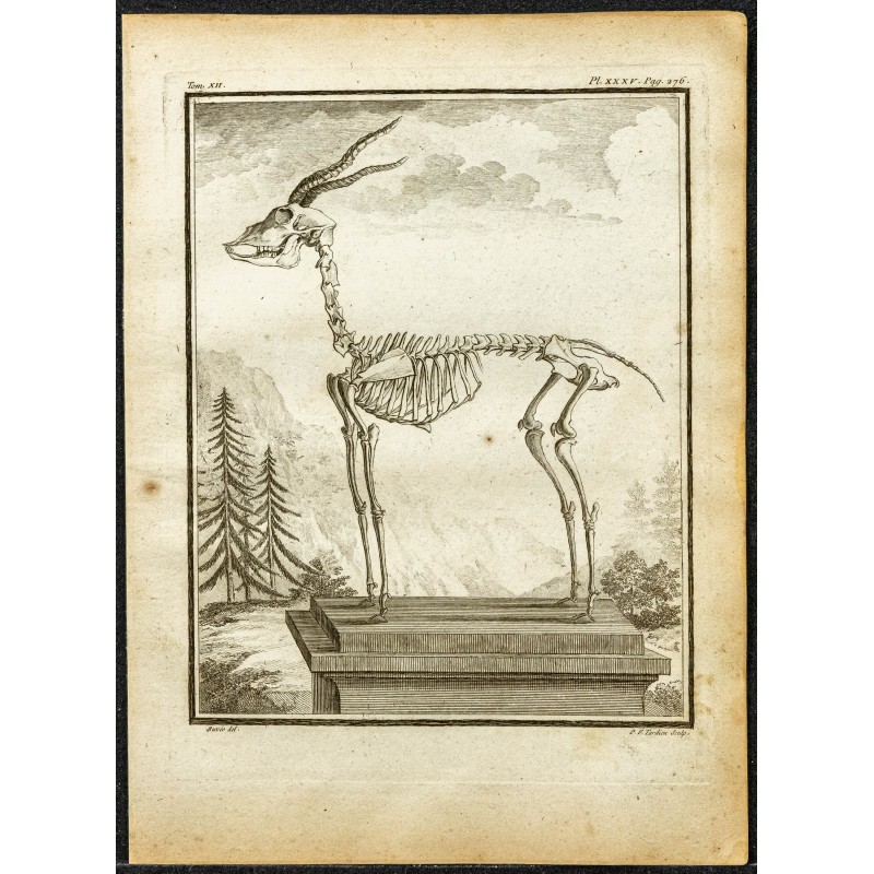 Gravure de 1764 - Squelette d'une antilope - 1
