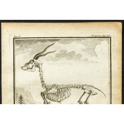 Gravure de 1764 - Squelette d'une antilope - 2