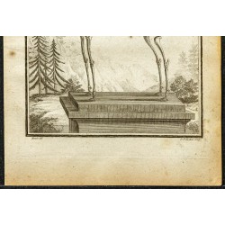 Gravure de 1764 - Squelette d'une antilope - 3