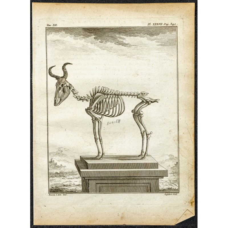 Gravure de 1764 - Squelette de Bubale - 1