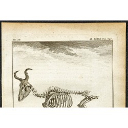 Gravure de 1764 - Squelette de Bubale - 2
