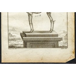 Gravure de 1764 - Squelette de Bubale - 3