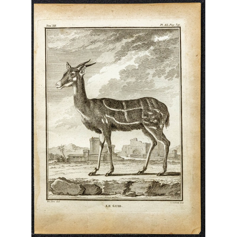 Gravure de 1764 - Guib harnaché - 1