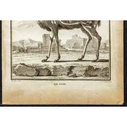 Gravure de 1764 - Guib harnaché - 3