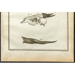 Gravure de 1764 - Céphalophe de Grimm - 3