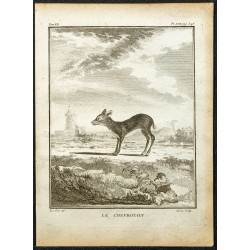 Gravure de 1764 - Chevrotain - Tragulidae - 1