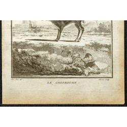 Gravure de 1764 - Chevrotain - Tragulidae - 3