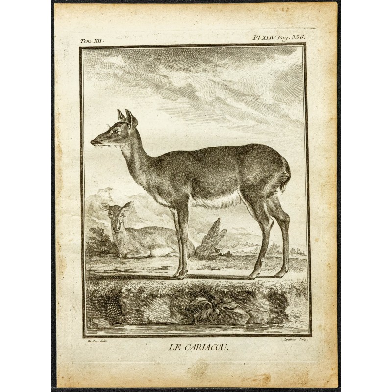 Gravure de 1764 - Cariacou ou Daguet gris - 1