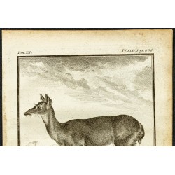 Gravure de 1764 - Cariacou ou Daguet gris - 2