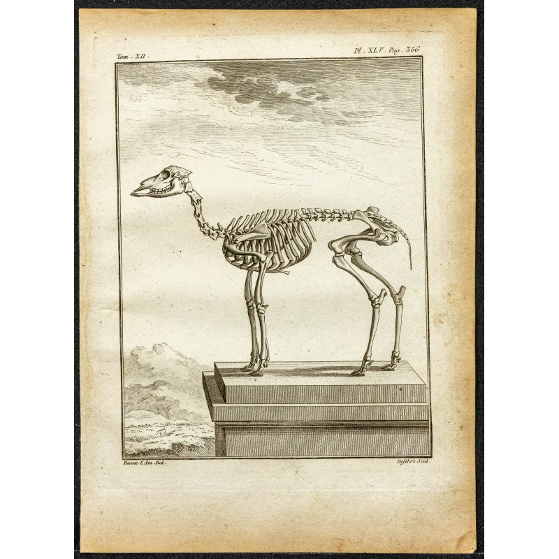 Gravure de 1764 - Squelette de Cariacou ou Daguet gris - 1