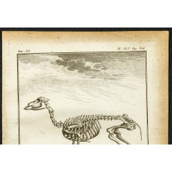 Gravure de 1764 - Squelette de Cariacou ou Daguet gris - 2