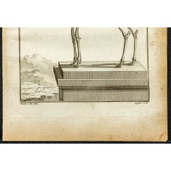 Gravure de 1764 - Squelette de Cariacou ou Daguet gris - 3