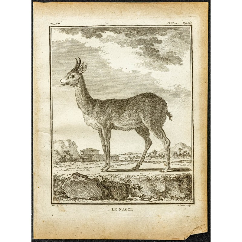 Gravure de 1764 - Redunca ou Nagor - 1