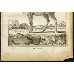 Gravure de 1764 - Redunca ou Nagor - 3