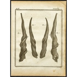 Gravure de 1764 - Cornes de koudou - 1