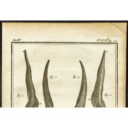 Gravure de 1764 - Cornes de koudou - 2