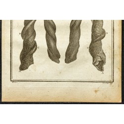 Gravure de 1764 - Cornes de koudou - 3