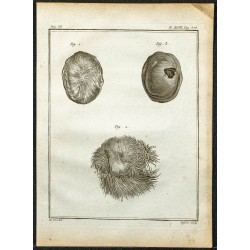 Gravure de 1764 - Poche de musc - 1